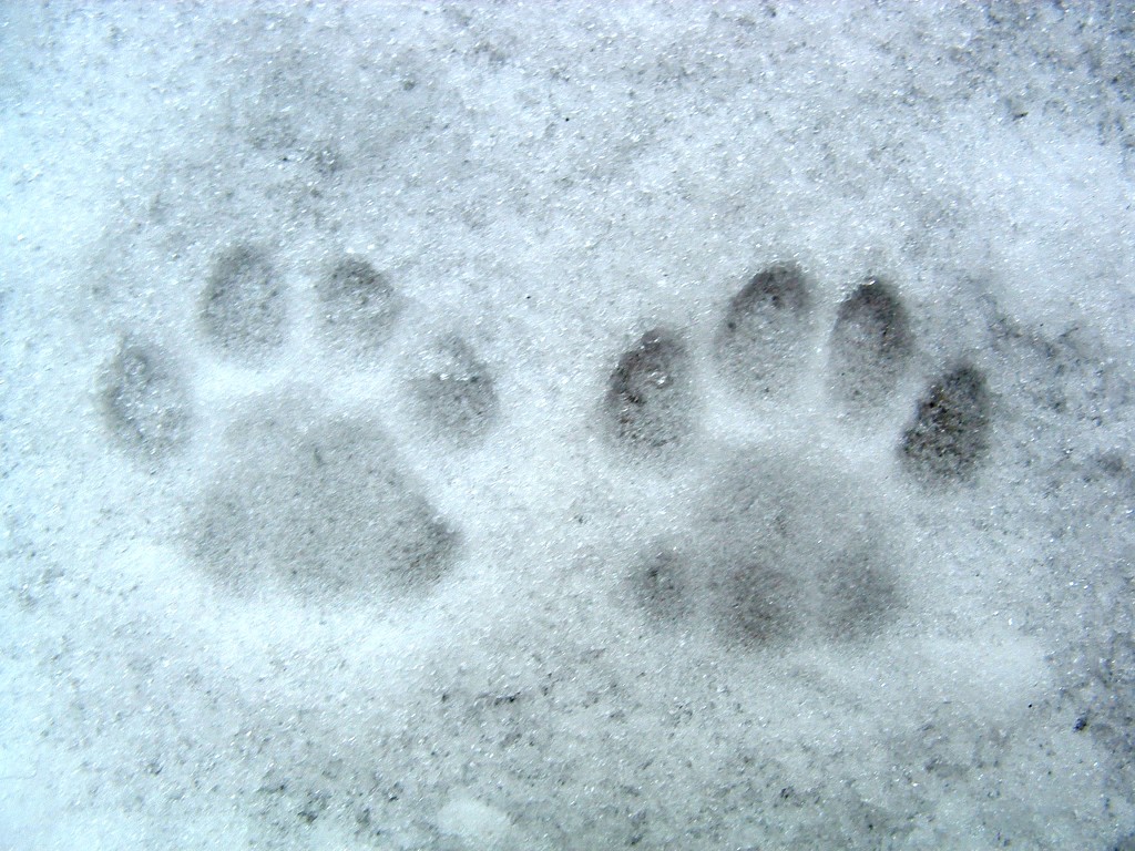 cat paw prints SavvyWriter