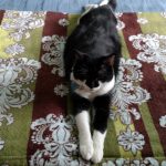 Benny the Tuxedo Cat-Savvy-Writer