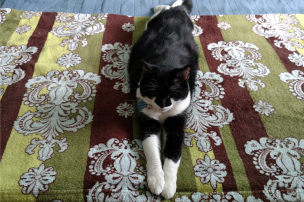 Benny the Tuxedo Cat Teaches You about Great Content-Savvy-Writer